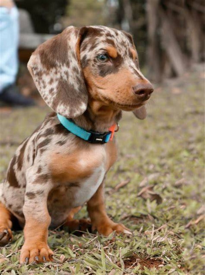 Dapple miniature dachshund ♥ Dapple dachshund puppy, Daschund puppies